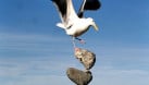 Consider Balanced Funds In A Pullback